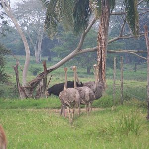 Ostriches