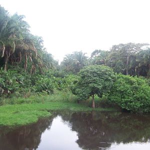 Crocodile habitat