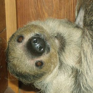Linneaus's Two-toed Sloth