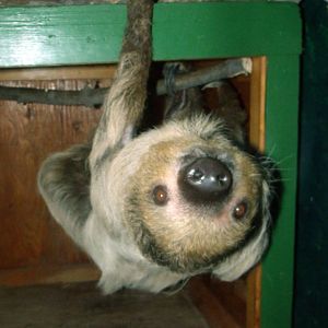 Linneaus's Two-toed Sloth