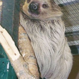 Linneaus's Two-toed Sloth