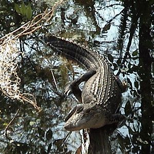 American alligator