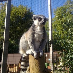 ringtail lemur
