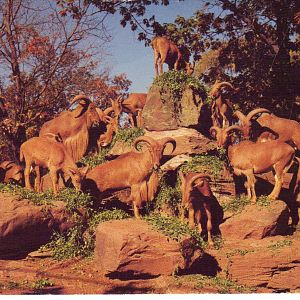 Catskill Game Farm Postcard