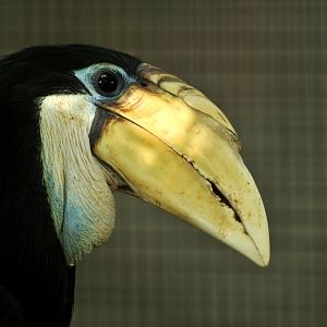 Greater New Guinea hornbill at Besancon