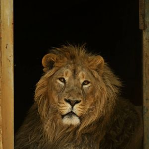 Indian lion at Besancon