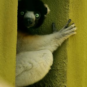 Sifaka at Besancon