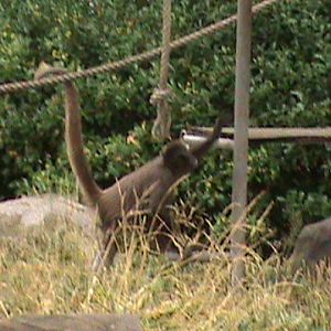 Spider Monkey, 10/7/09