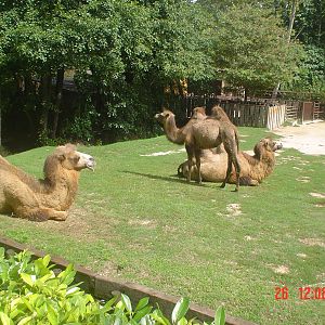 Camels at the Parco Natura Viva Verona