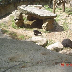 Spectacled bear family