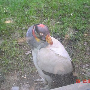 King Vulture