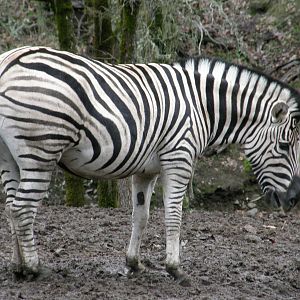 grants zebra