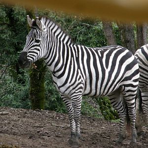 grants zebra