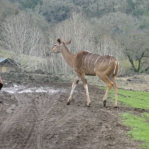 greater kudu