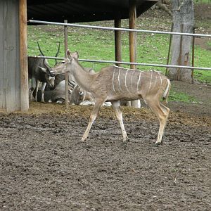 greater kudu