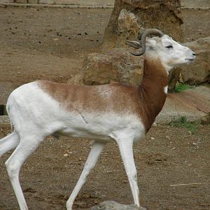 addra gazelle