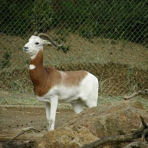 addra gazelle