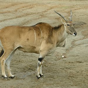common eland