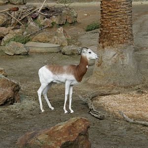 addra gazelle