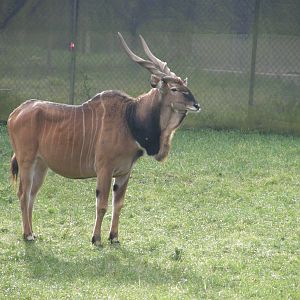 derby or giant eland