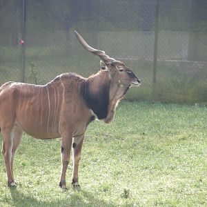 derby eland