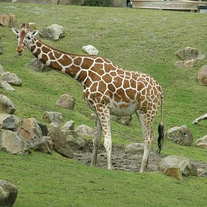 giraffe