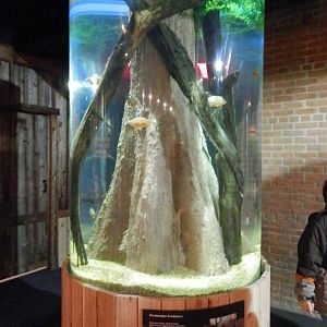 Cichlid tank (1 of them)