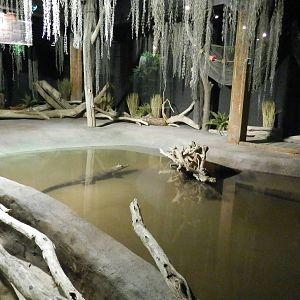 American Alligators Habitat