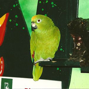 Bubba, talking star of Feathered Feats 4th September 2011