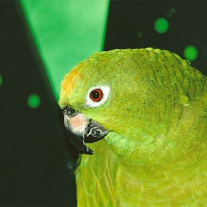 Bubba, 4th September 2011