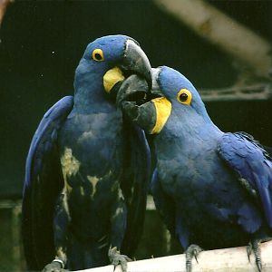 Hyacinthine Macaws 3rd September 2011