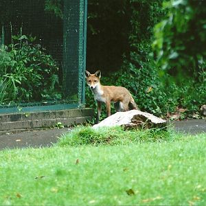 Cottage Aviary 5.55 p.m. 4th September 2011