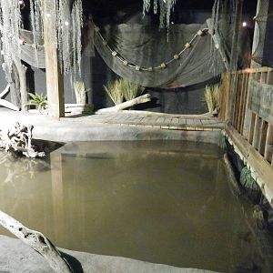 American Alligator Habitat