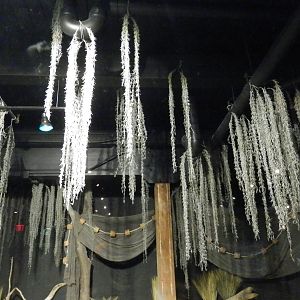 American Alligator Habitat - celing