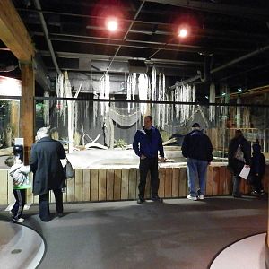 American Alligator Habitat