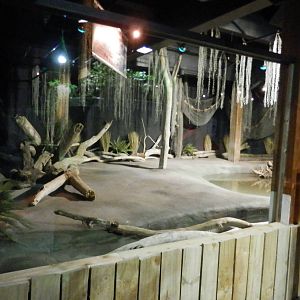 American Alligator Habitat