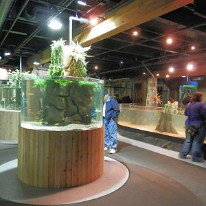 Amazon and Everglades section