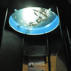 Lobster Tank above pedestrians