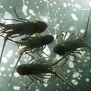 Lobsters close up from below