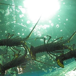 Lobsters from below