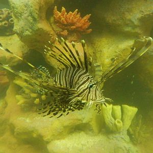 Lionfish