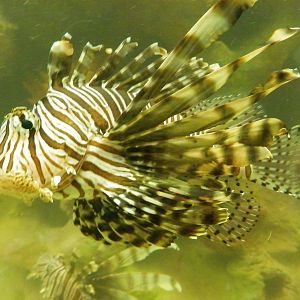 Lionfish tank