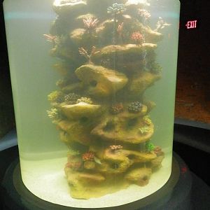Eel tank