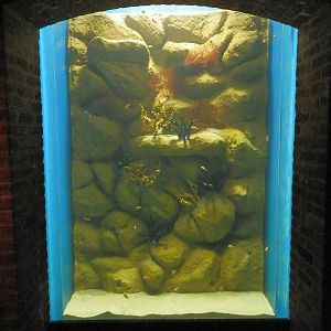 Clownfish Tank