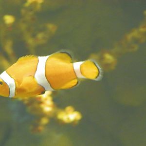 Clownfish