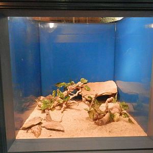 Lizard tank in the Coastal Area