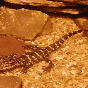 Baby Alligator
