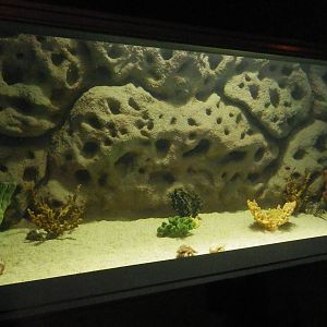 Hermit Crab & others Tank