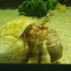 Hermit crab