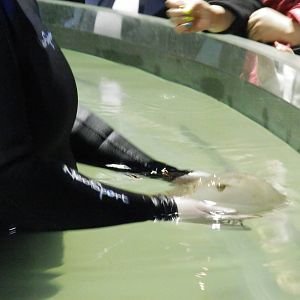 Crustacean Touch Tank & diver